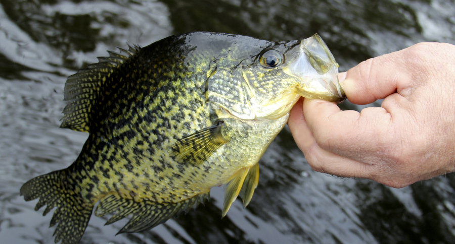 Crappie Fishing Tips