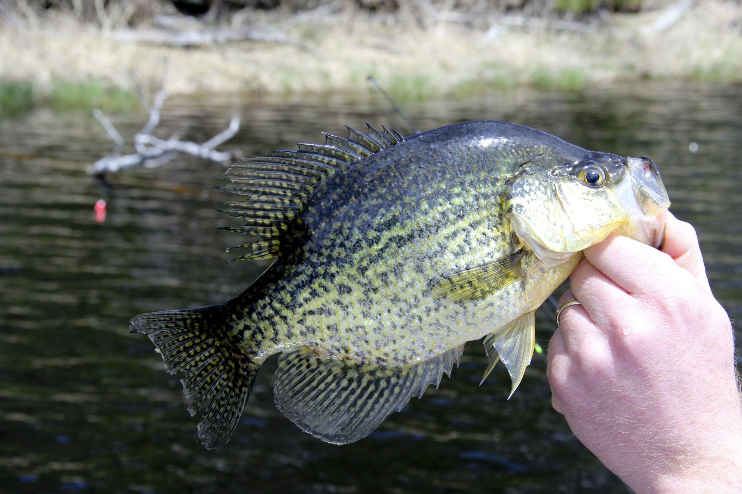 Crappie Fishing Tips