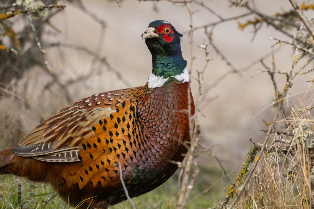 A wild pheasant on the ground in the brush.