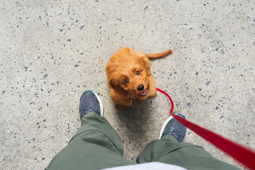 puppy sits in front of owner