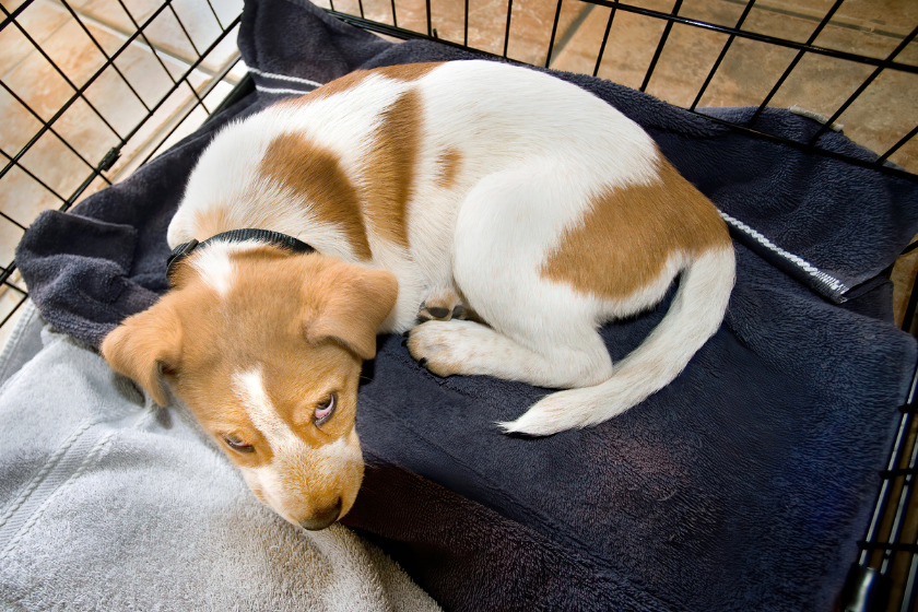 Puppy lays down in crate