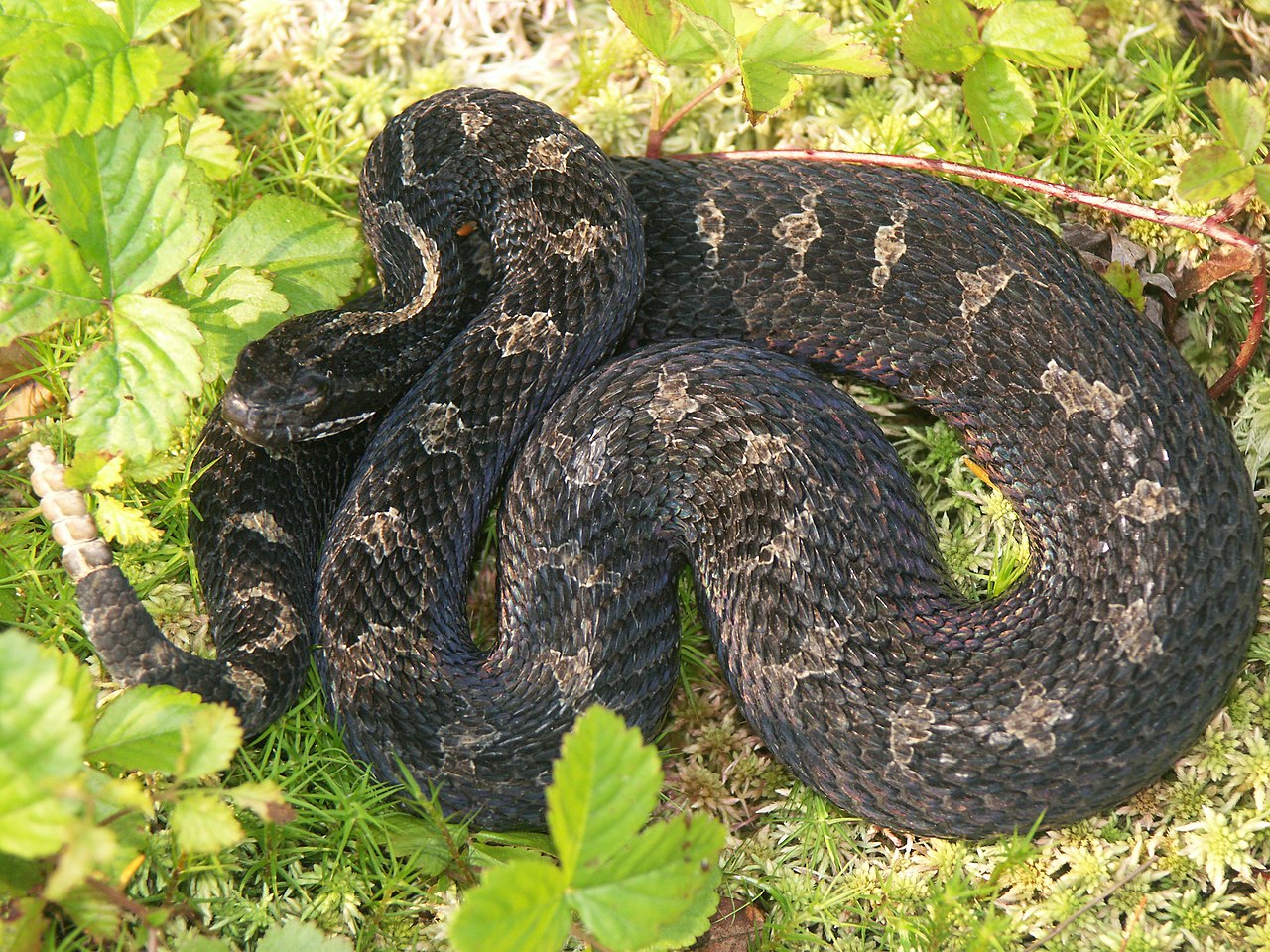 Eastern Massasauga Rattlesnake