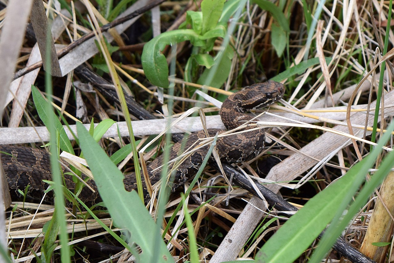 Eastern Massasauga Rattlesnake