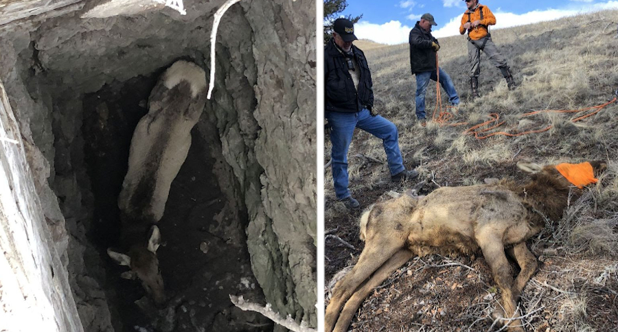 Elk Rescue