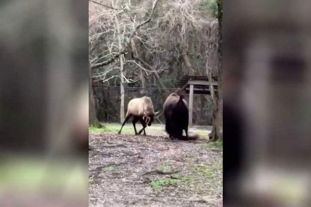 elk vs. bison