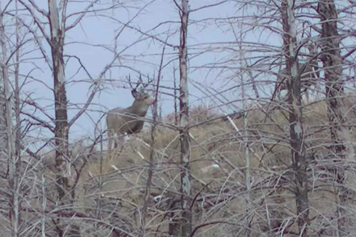 mule deer