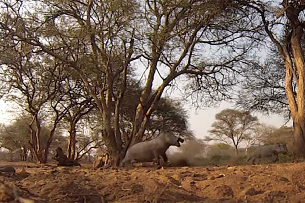 warthog