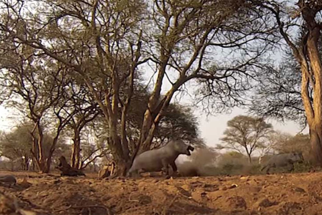 warthog
