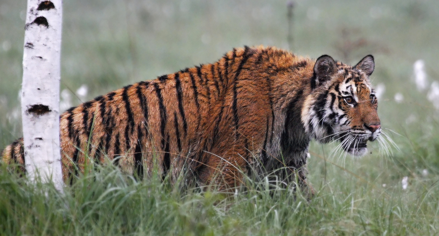A grown-up male Bengal Tiger can size up to 420 pounds. They have
