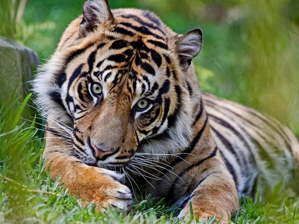 How Much Tigers Weigh and Other Interesting Striped Cat Facts Wide Open Spaces