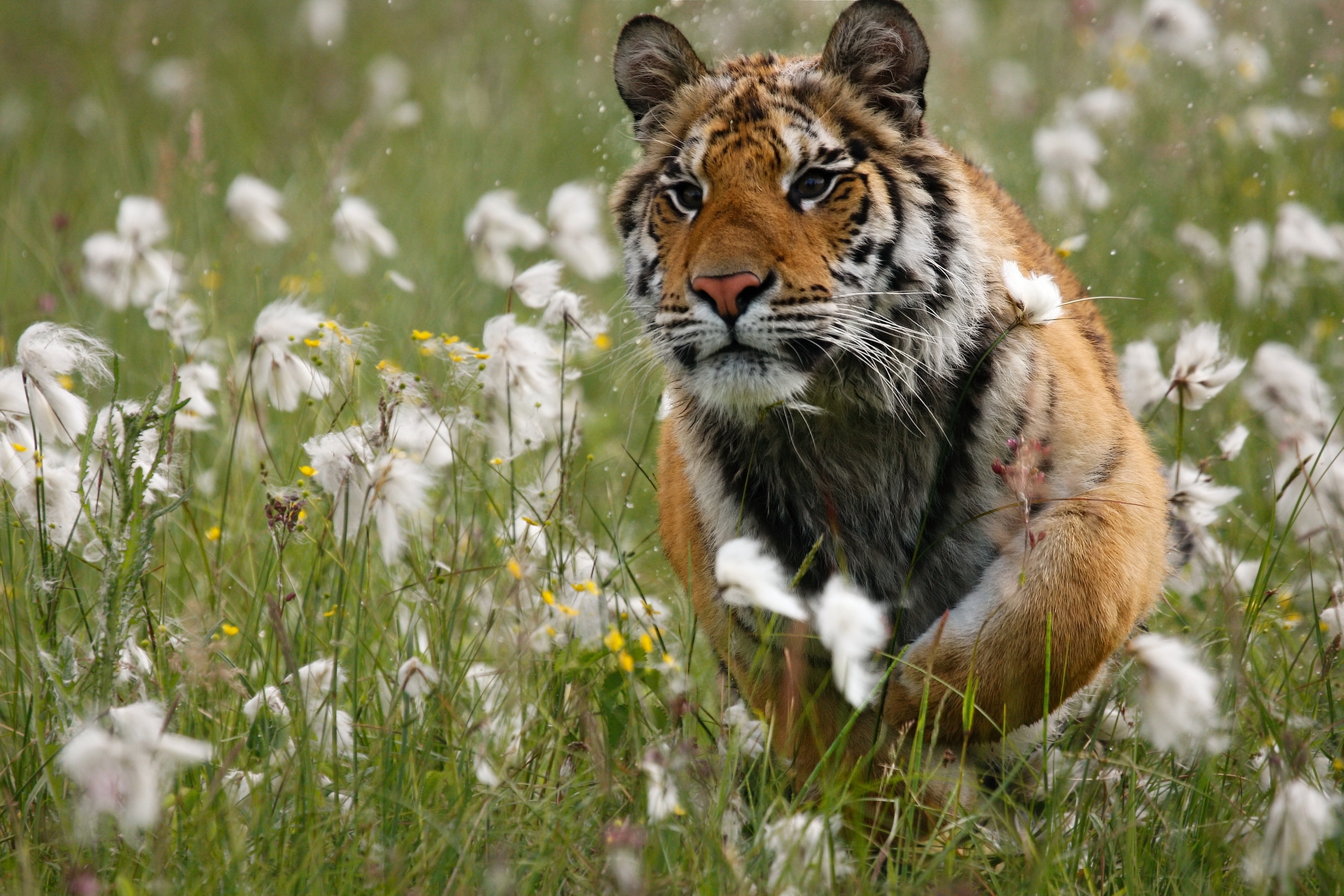 How Much do Tigers Weigh