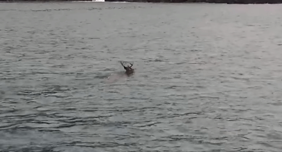 Killer Whale