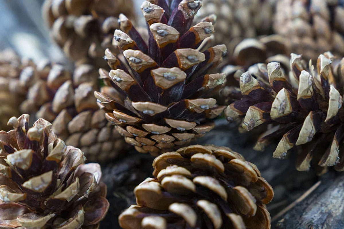 pinecones