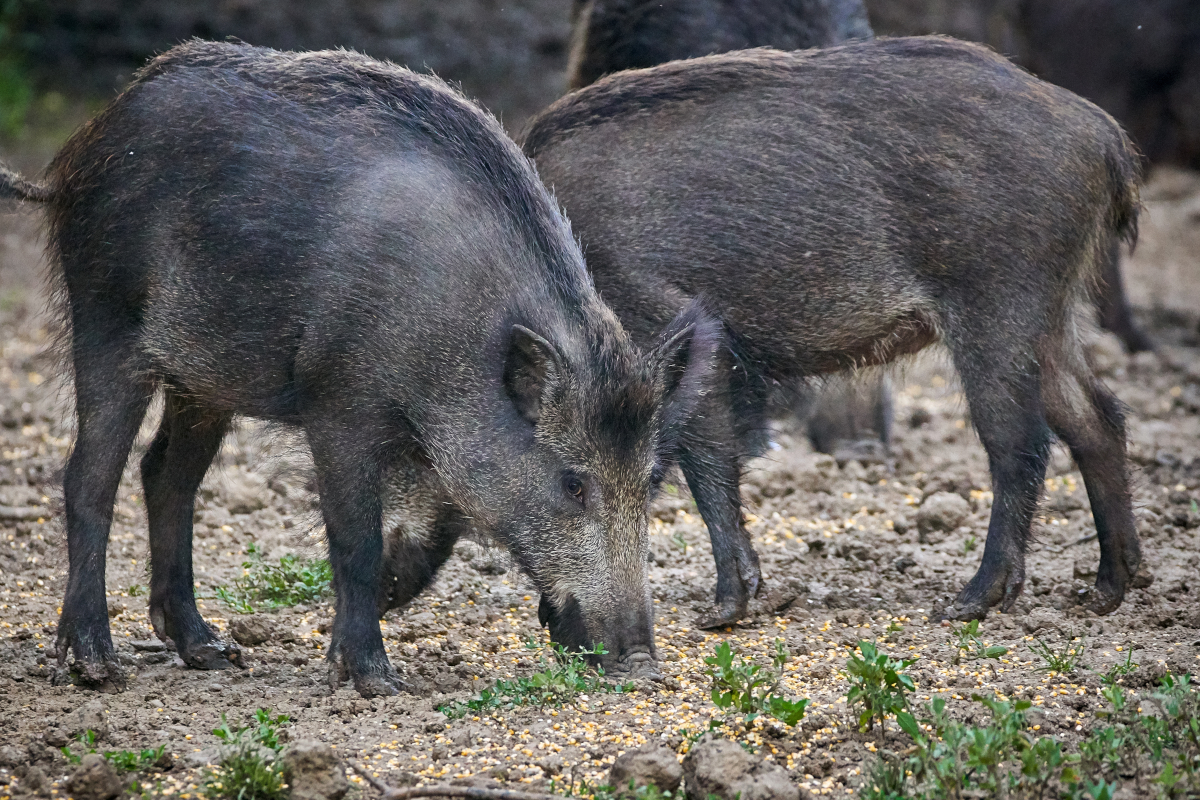 Texas Hog Hunting