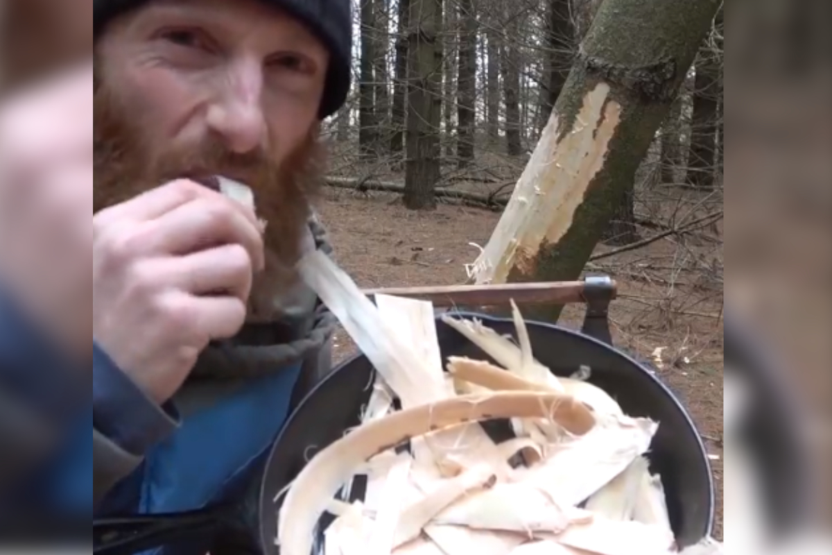 Tree Bacon A Survival Food for the Savvy Woodsman Wide Open Spaces
