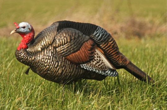 Turkey Decoys