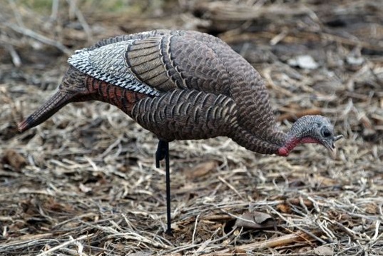 Turkey Decoys