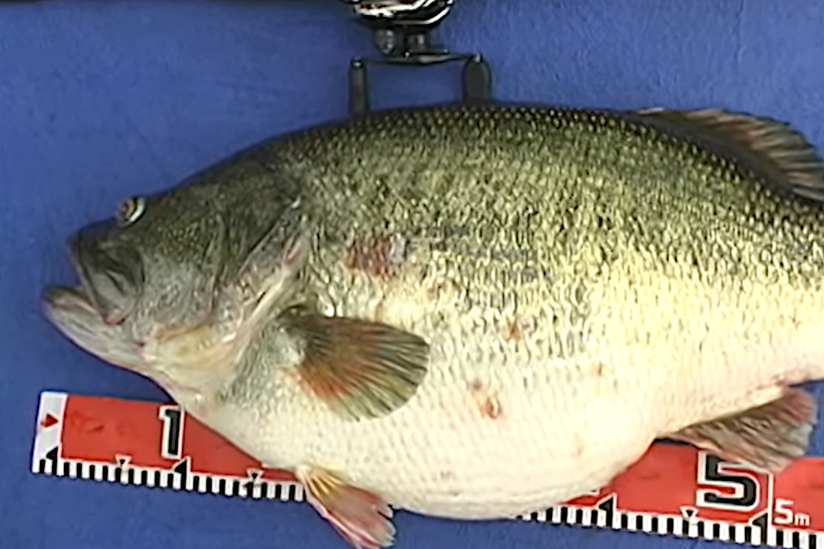 World record on sale largemouth bass