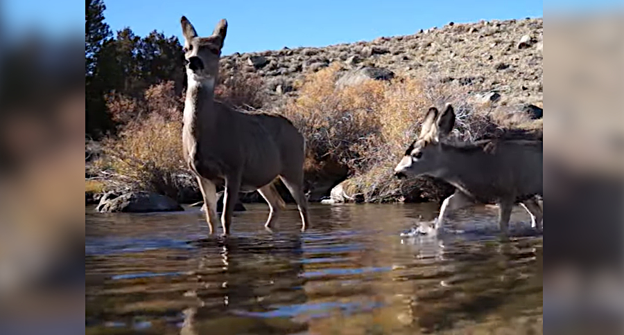 Mule Deer Migration