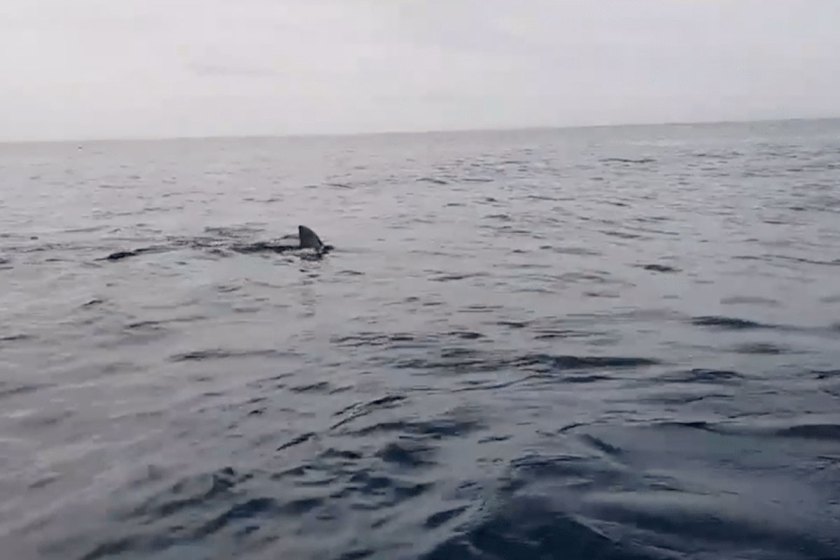 Kayakers Panic as Large Great White Shark Follows Them - Wide Open Spaces