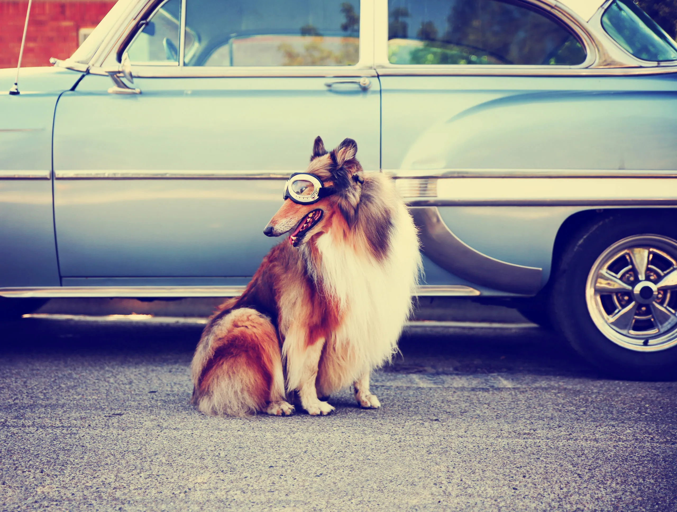 Pal (1940 – 1958) was a Rough Collie (male) actor and the first in