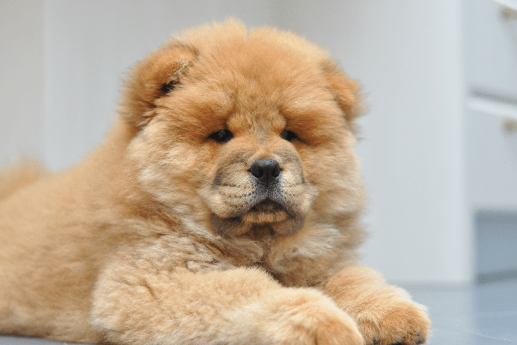 Fluffiest hotsell puppy breeds