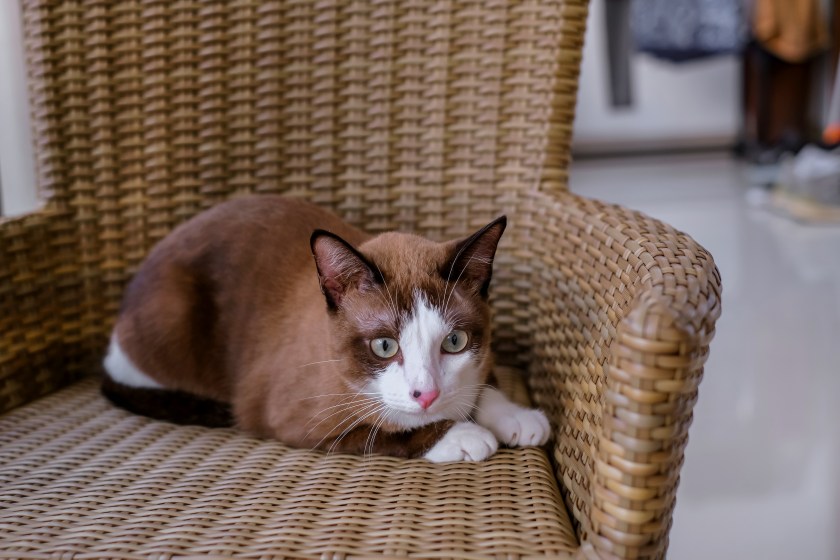 Close-up shot of a snowshoe cat sitting on a wicker rattan chair, looking alert to the camera.