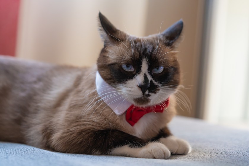 Close-up of young snowshoe cat resting on a sofa at home