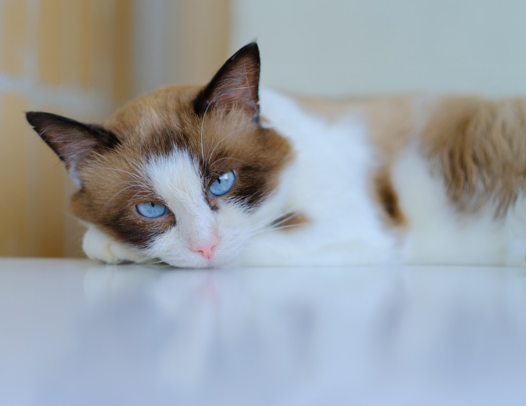Snowshoe cat lies on a white table. Purebred cat with blue eyes. High quality