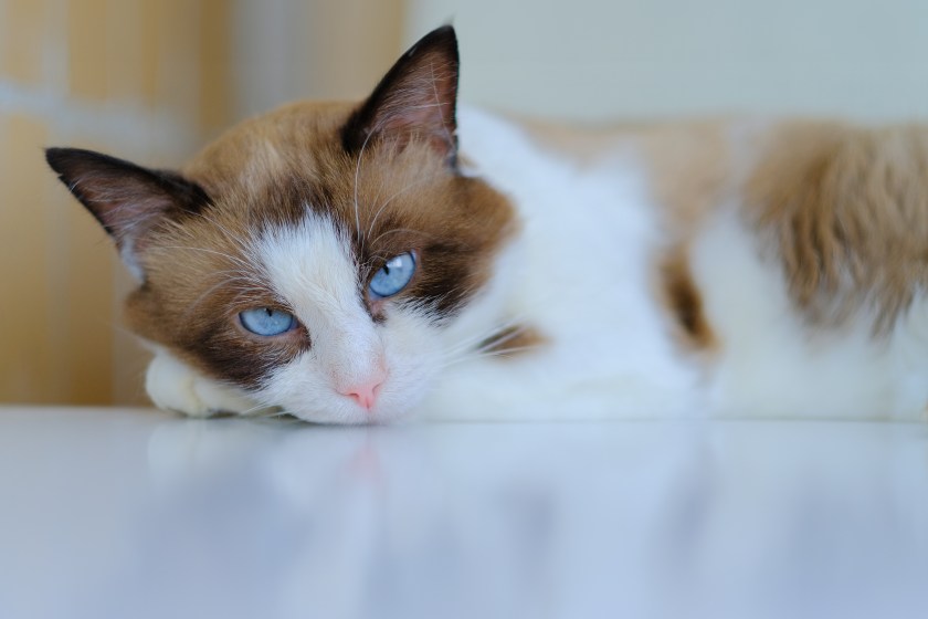Snowshoe cat lies on a white table. Purebred cat with blue eyes. High quality