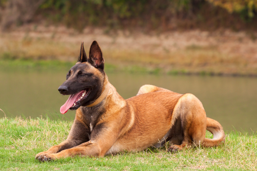 belgian malinois