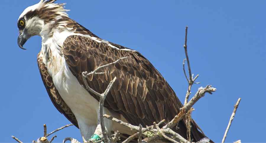 Osprey