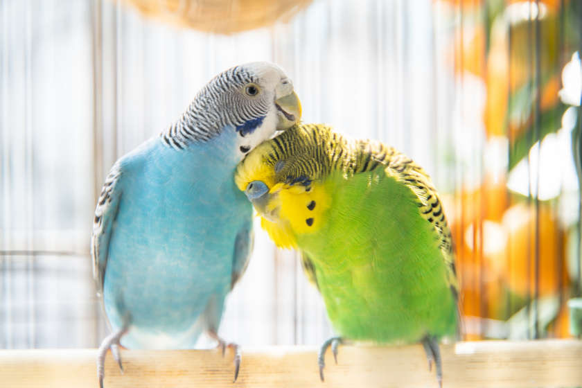 two parakeets resting against one another lovebirds