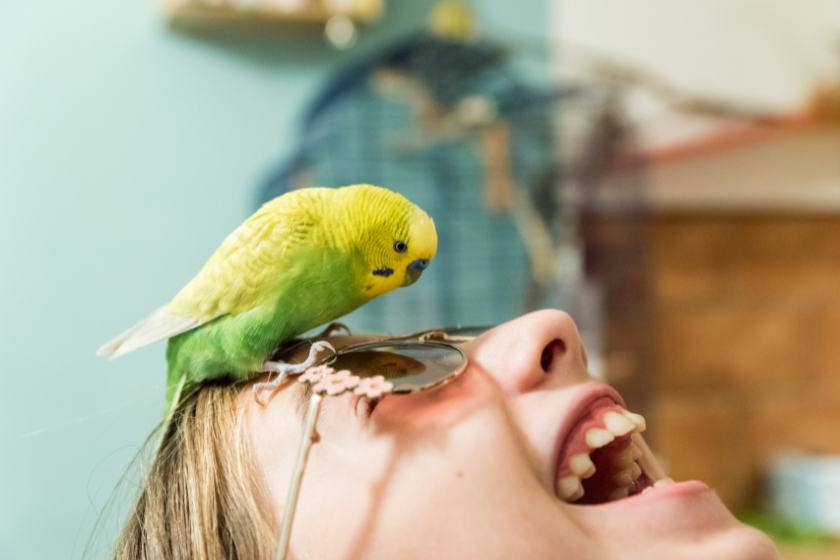 cool bird on top of woman with sunglasses
