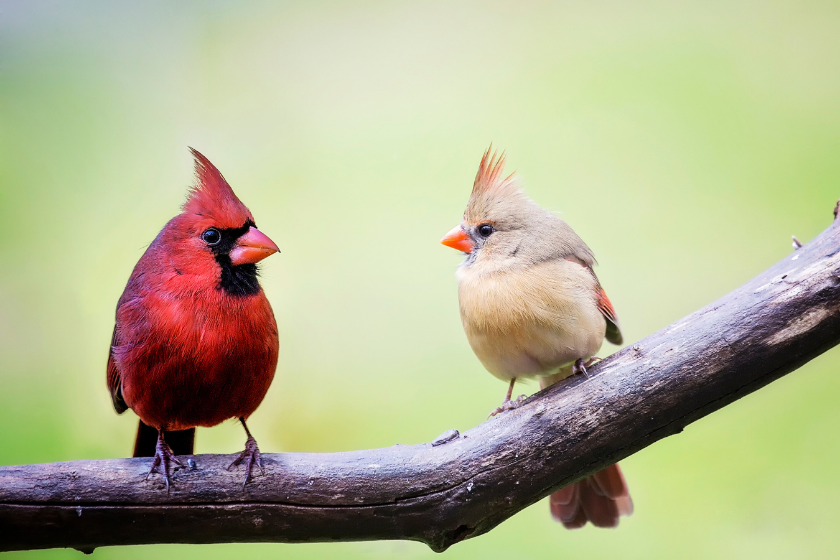 male and female cardinal next to each other on brandch