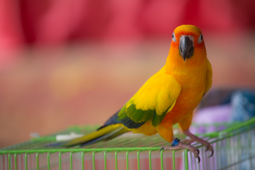 cool multicolored pet bird on green cage
