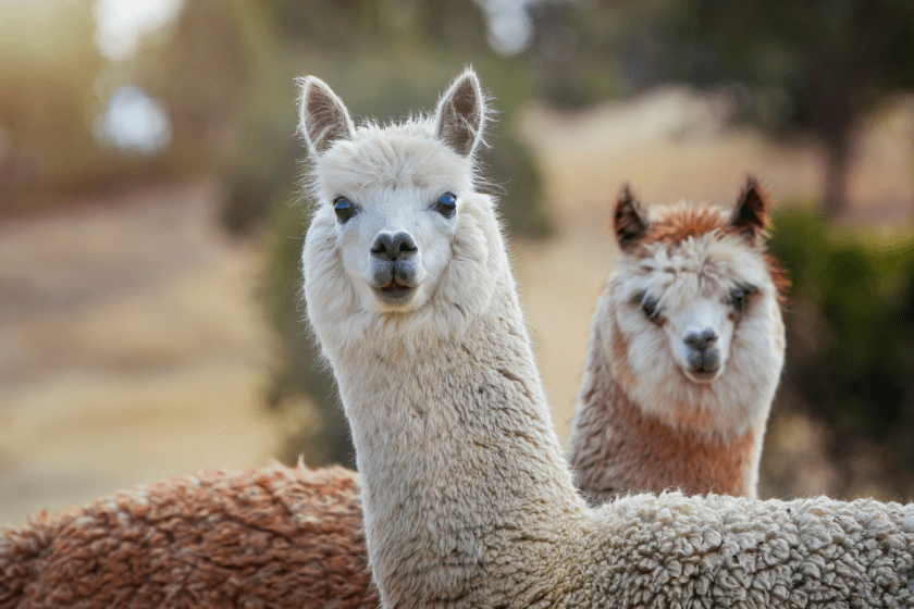 llama puns two llamas