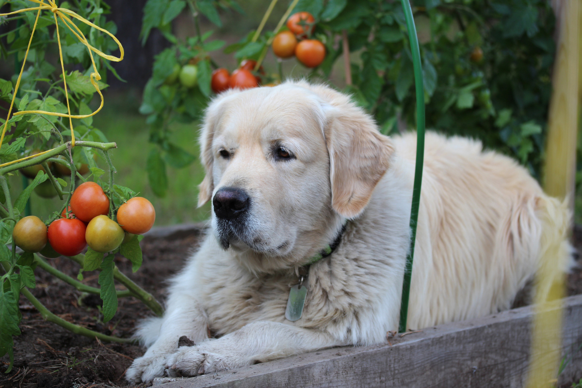 Can Dogs Eat Tomatoes Are Tomatoes Safe for Dogs