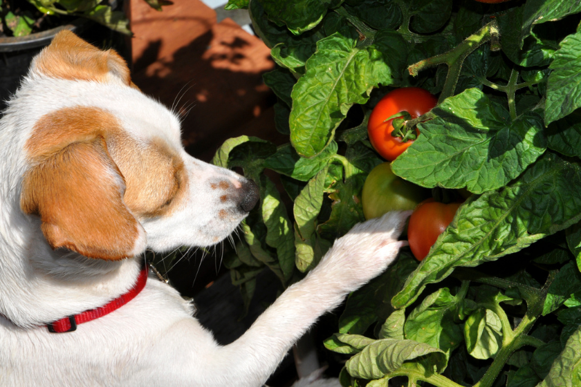 can dogs eat tomatoes