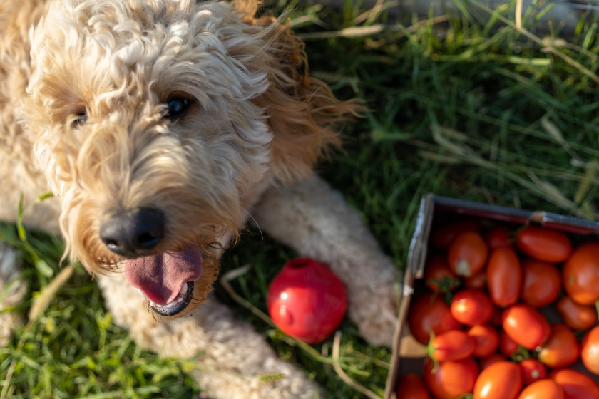 can dogs eat tomatoes dog sitting with tomatoes