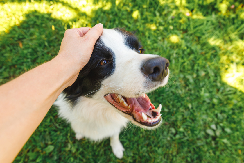 pet puns dog being pet