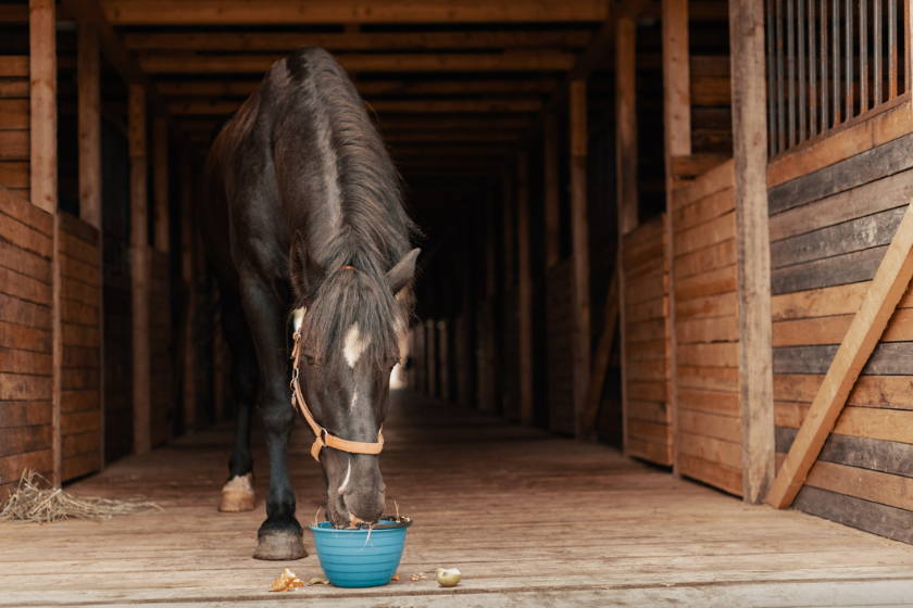 horse drinking water