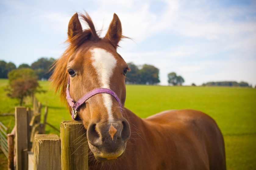 horse names 