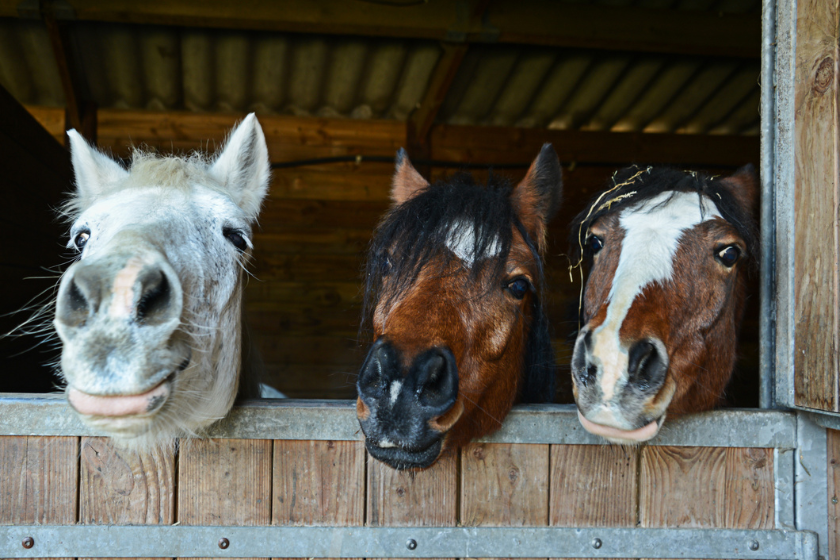 weird horses chilling together