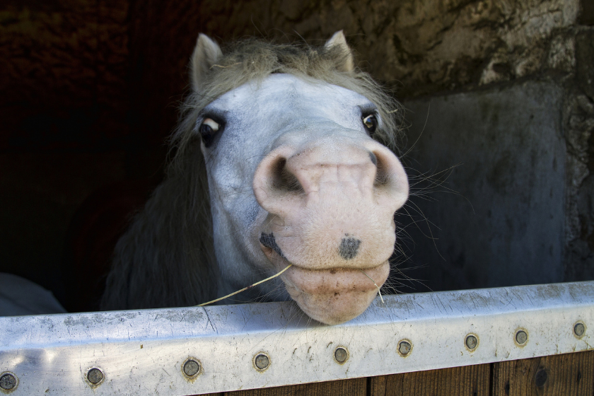 horse chewing on grass