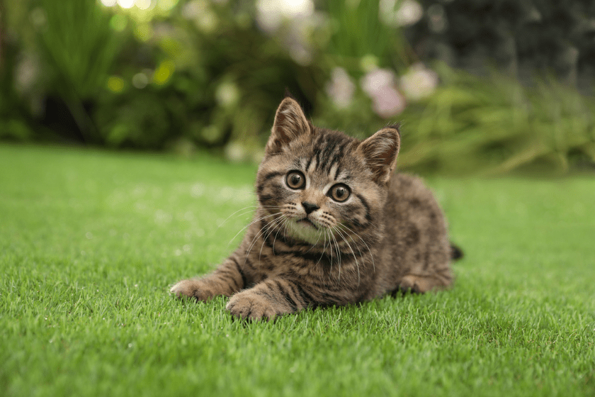 cat in grass 