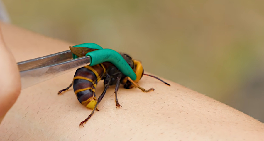 Coyote Peterson Experienced the Sting of the Asian Giant Hornet Before