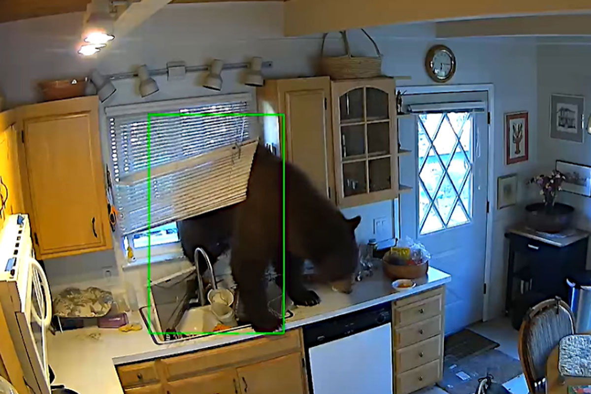 black bear