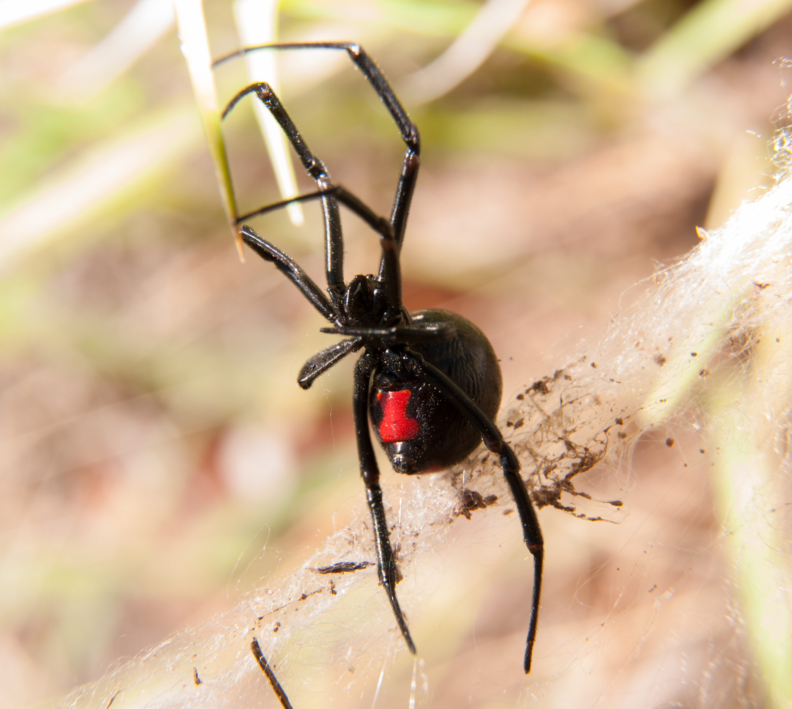 Black Widow Spider Facts