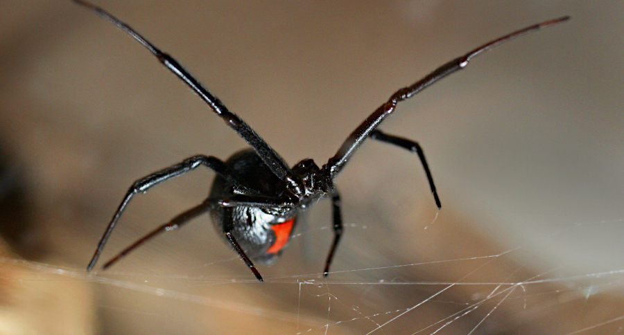 Black Widow Spider Facts